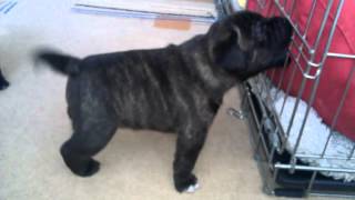 Valglo Casanova At Crossguns puppies 30 days old