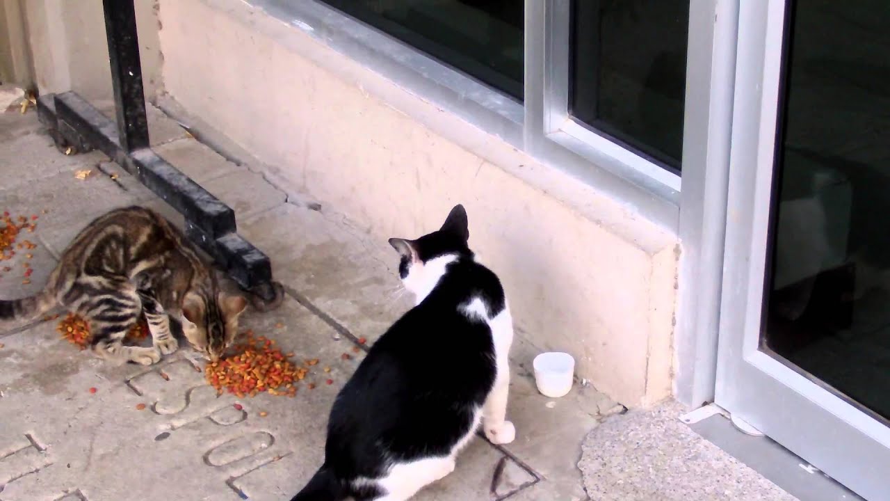 Resultado de imagen para Espol y los gatos