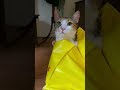 Güzel kızım elis😻🥹 #doberman_paşha #cat #kedi #reels #fyp#keşfet #funnyvideo #viralstory #viral