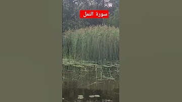 ما تيسر من سورة النمل