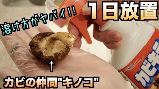 神秘的！！キノコをカビキラーに漬けて1日放置したら。。。