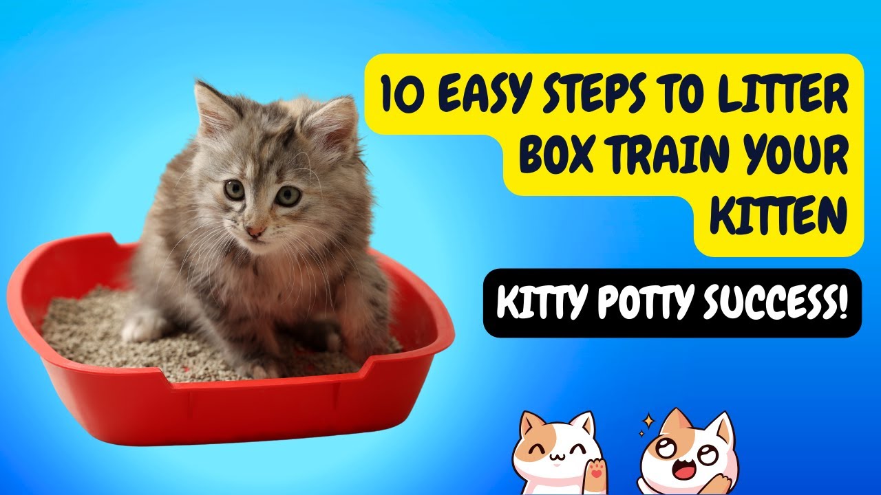 Can You Litter Box Train A Bird at Ivan Young blog