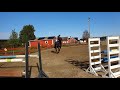 Eminem 4y gelding 1,70 Glasgow vd Meerelsnest x Couleur Rouge x Contender