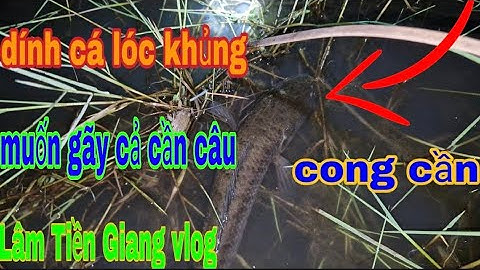 Cắm câu trên ruộng lúa mùa nước nổi dính toàn cá to lôi muốn gãy cần #fishing #fish #lamtiengiang 