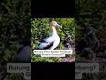 😲Burung Ini Bisa Tidur Sambil Terbang⁉️ Ini Penjelasan Ilmiahnya 🐦💤”