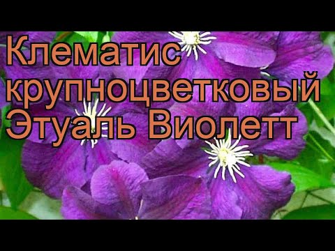 Video: Clematis Violet (29 ảnh): Mô Tả Của 