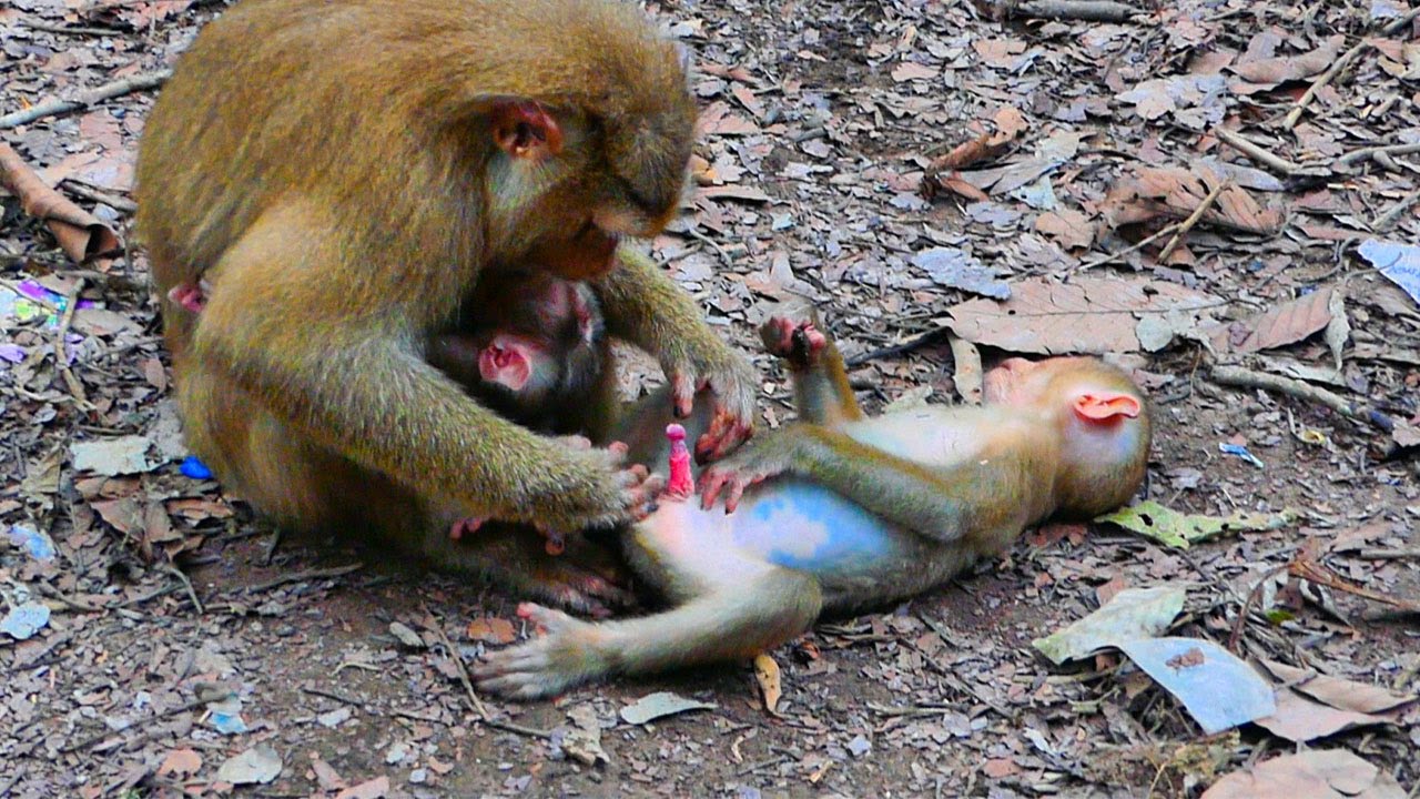 Psy-cho-sis Monkey Royston !! Royston ask Flora play his thing.... while Flora feeding BB Floran