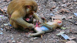 Psy-Cho-Sis Monkey Royston Royston Ask Flora Play His Thing.... While Flora Feeding Bb Floran