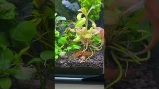 #аспидорасредС125 #aspidorasredC125 #аквариумистика #aquarium #planetaquarium #aquariumhobby