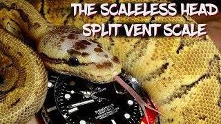 The Scaleless Head 'Split Vent Scale'