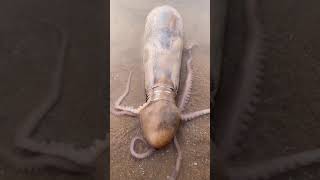Amazing Squid in bottle #shorts