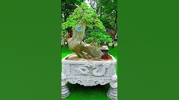 Đi xem cây tại triển lãm sinh vật cảnh tỉnh gia lai mở rộng lần thứ 1 năm 2025 #youtubeshorts