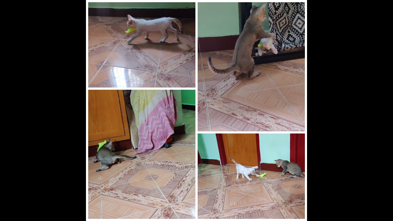 Two kittens  playing football with their favourite toy.