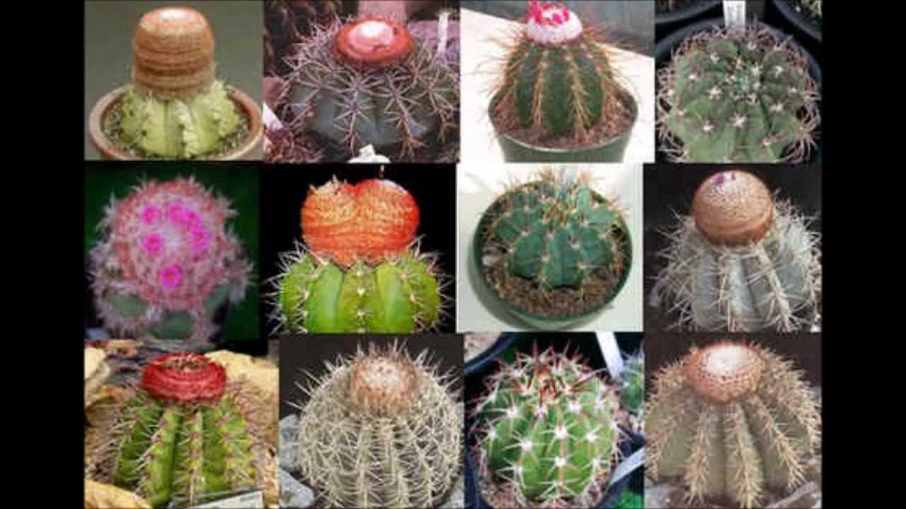 les cactus