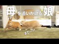 うさぎ親子の激しい追いかけっこ #110