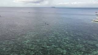 Cebusouth Escapades