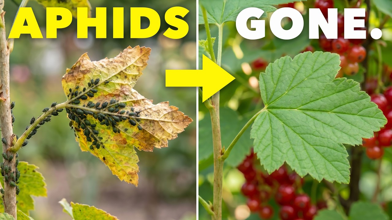 Aphid Control: How to Get Rid of Aphids on Plants | The Old Farmer's Almanac