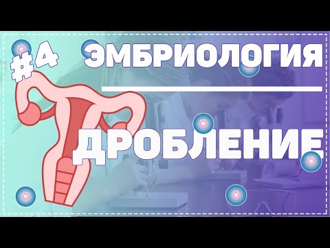 Дробление / ЭМБРИОЛОГИЯ / Гистология #Эмбриология #Гистология