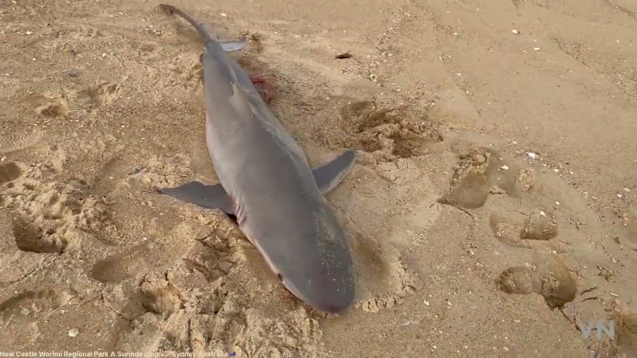 New Castle Worimi Regional Park & Desert 🌵 S.Surinder Singh Sydney Australia 🇦🇺 (part.2) (Vlog.20)