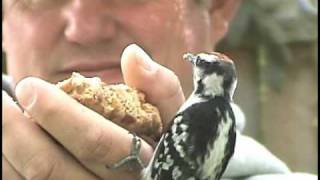 How To HandFeed Woodpeckers And Other Backyard Birds