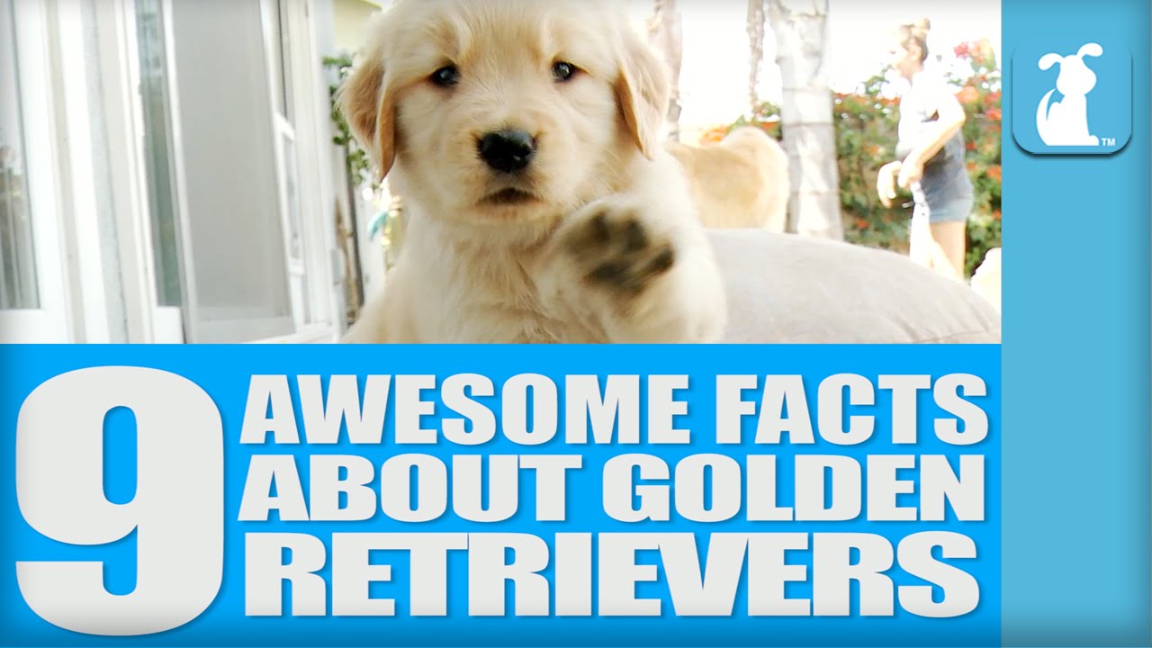 cool facts about golden retrievers