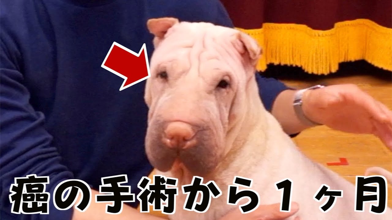 プーキーズ スクイーズ もやちゃん hq720.jpg?sqp=-