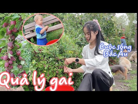 Video: Quả Lý Gai