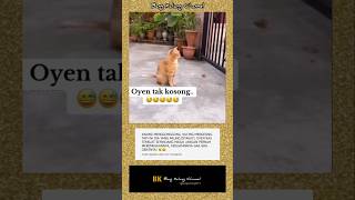 Oyen Ras Terkuat Di Bumi  oyen kucingoyen viral lucubanget anjing youtubeshorts kucing fyp