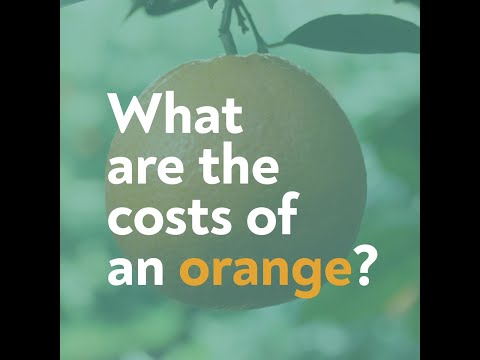 Video: Koliko povprečno stane pomaranča?