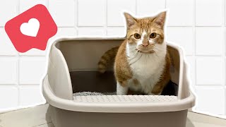 AKHIRNYA PAKE LITTER BOX KUCING BESAR