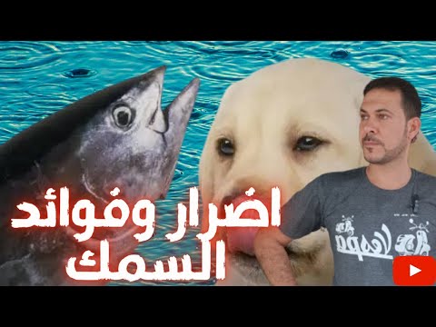 فيديو: هل يمكن للكلاب تناول السردين؟