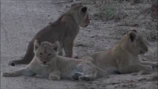 Safari Live : Nkuhuma Pride and the Birmingham Boy's as seen on drive Aug 11, 2016