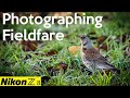 Photographing Fieldfare with my Nikon Z8