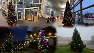 STHK Gets Festive - Watch as our trees light up