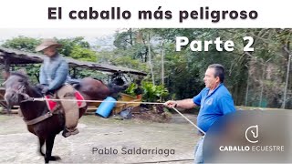 El caballo más peligroso - parte 2 - Quitando miedos en caballos - Doma racional - Pablo Saldarriaga