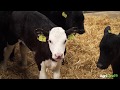 Vaccinating dairy-beef calves