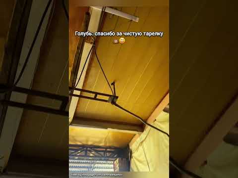Голубь одобрил🤣#юмор #funny #прикол#смех#приколы#смешно#авто#машина#мойкаавто#мойка#washing#comedy