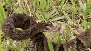 地球上で最も危険な島 猛毒ヘビに占拠されたイーリャ デ ケマダ グランデ島 カラパイア