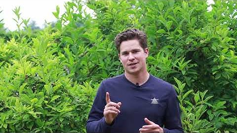 Permanently Remove English Ivy