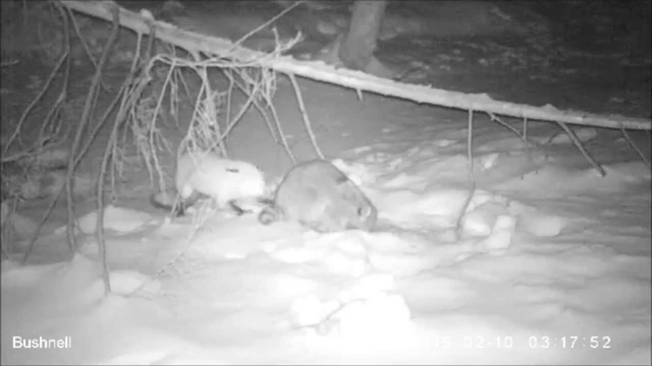Red fox vs. Raccoon - February 11, 2015