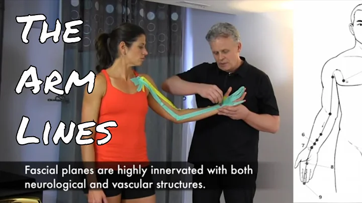 The Arm Lines - Fascial Connections + Acupuncture Meridians - DayDayNews