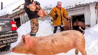 Переселяем поросёнка. Сожгли чучело зимы. Из города в деревню. 152 серия