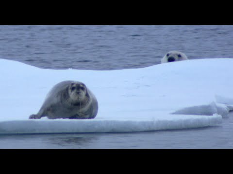 Ninja Polar Bear Attacks Bearded Seal Fail - Narrated by David Tennant