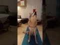 Czechoslovakian Wolfdog - Dog Tricks - Balance something on the head