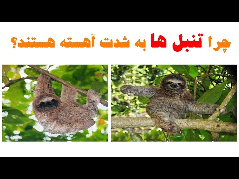 تصویری: چرا تنبل ها اینقدر آهسته حرکت می کنند؟