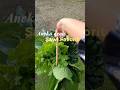 aneka jenis sawi di kebun #berkebundirumah #berkebun #sayuran #sawipagoda #sawicaisim #sawimanis