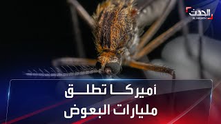 أميركا تطلق مليارات البعوض لقتل 