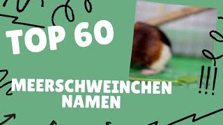 Top 60 Meerschweinchen Namen | tierfreunde.com