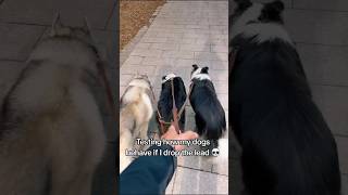 Border Collie VS Husky #pets #dog #shorts