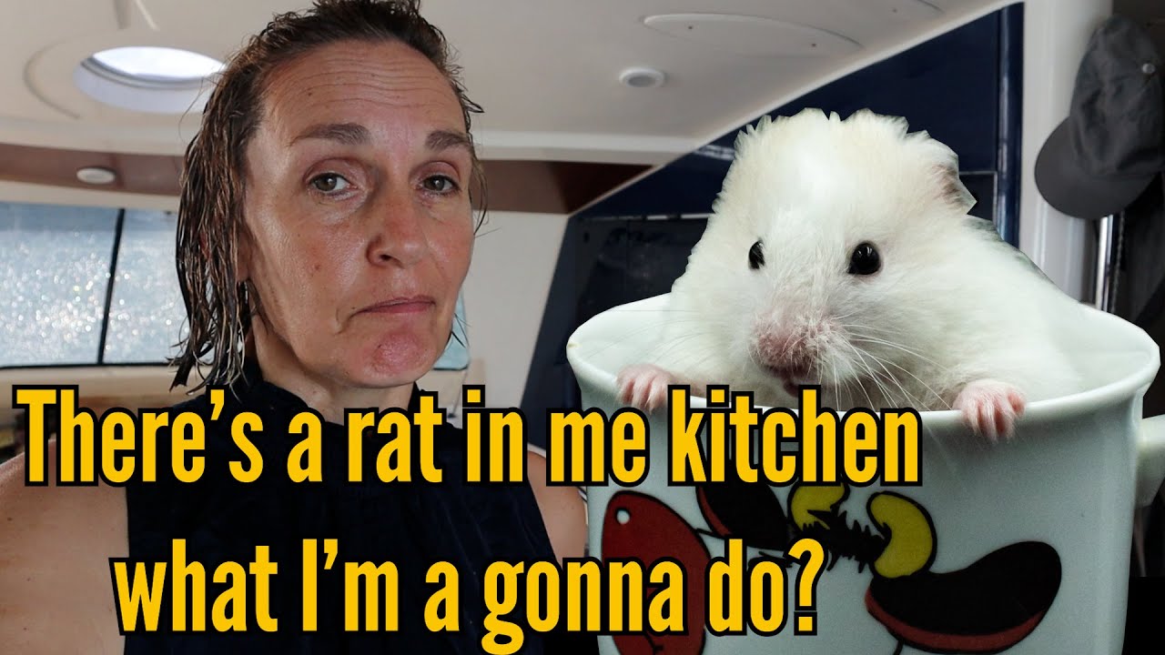 Oh no! Rat infestation on our sailing boat